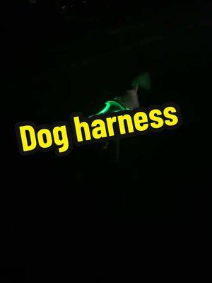 Led dog harness            #dogharness #led #dog #harnessracing #dogharness #led#