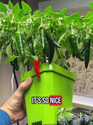 Indoor peppers keep us happy for the winter. #gardening101 #gardentok #gardeningtips #gardenhacks #indoorgarden