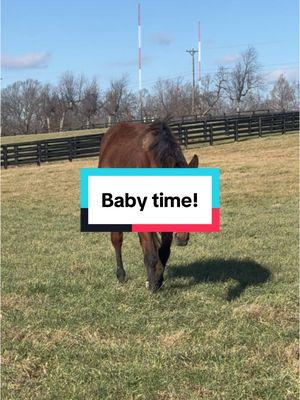 STILL awaiting our first foal on the farm!! From the looks of this lovely lady, it shouldn’t be too much longer! #breedersfarm #breedersfarm2025 #horseracing #mare #pregnant #foal #foalsoftiktok #horsebreeder