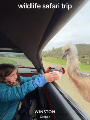 “HES VOILENT”😭😭😭 #wildlifesafari #wildlifesafaripark #wildlifesafarioregon #oregon #winstonoregon #vacation #roadtrip #animals #funnyanimalstiktok #funnyanimals 