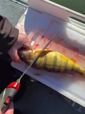 Who loves to eat perch? #jonessportfishing #idaho #fishidaho