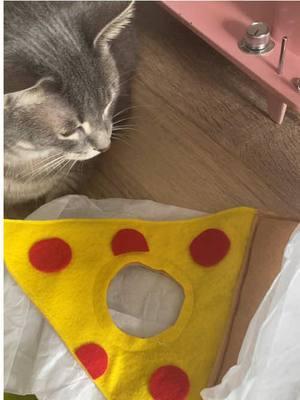 he’s so fed up with my online shopping #pizzacat #catcostume #cat 