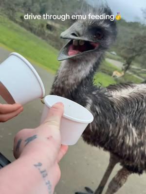 scary azz bird😂😂😂 #wildlifesafaripark #wildlifesafari #wildlifesafarioregon #oregon #winstonoregon #vacation #roadtrip #vacationwithkids #kidsvacation #emu #animals #zoo 