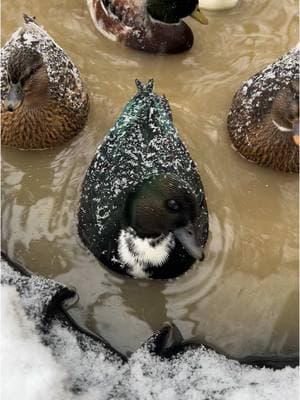 The ducks are grateful to have a heated pond & no alligators in their pond 🦆 #DunkinDucks #Ducks #PetDucks #CallDucks #Animals #PetsOfTikTok #Snow 