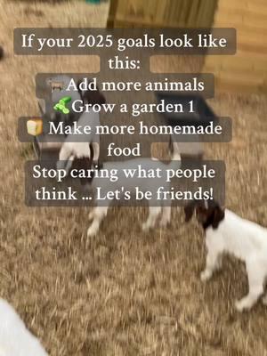 Since TikTok is back... Let's do this homestead / Hobby farm thing together! Comment your homestead/ hobby farm goals! Personally I'd like to add atleast one dairy cow to our hobby farm! #hobbyfarm #homestead #homesteading #farmlife #fyp #hobbyfarmlife #farm #farmanimals #country #homesteadtoktokinglife #homesteadlife 