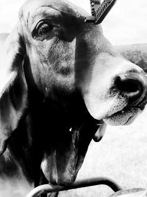 My babies! #fypシ #cowsoftiktok #farmlife #brahmancattle #polled #brahmanbulls #brahmanheifer #redbrahman #graybrahman 