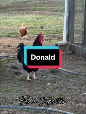 Donald’s Prestigious Moment of Glory! Donald!, Oh Donald!, Donald! #donald #don #donny #donnie #chickens #hen #hens #rooster #roosters #roostersofinstagram #nameyellingchicken #namescreamingchicken #chickensofinstagram #backyardchickens #humor #laugh #farmjokester #michaelsalerno 