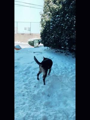 #sammydark0ne #dogs #snow #germanshepherd 