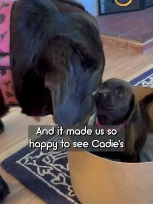 This dog was feeling lonely after her best friend passed away - so her family surprised her with a new puppy 🐶❤️ #newpuppy #puppytiktok #puppiesoftiktok #chocolatelab #labradorsoftiktok 