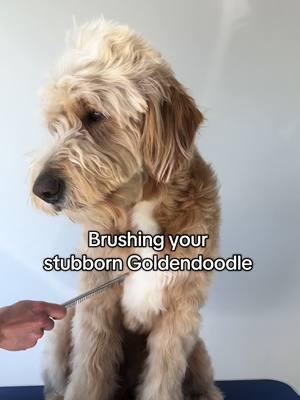 Doodle breed must haves #goldendoodle #doodledog #goldendoodlesoftiktok 