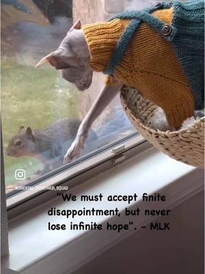 Today we celebrate a King. Martin Luther King Jr. A courageous, determined, yet gentle and selfless leader who was also full of so much love and wisdom. Happy MLK day 🧡💜🖤🩶 #peterbald #orientalshorthaircat #orientalcat #orientalshorthair #tiktokcats #cat #cattok #cattiktok #catsoftiktok #foryou #fyp #sphynx #funnycat #hairlesscat #mlk 