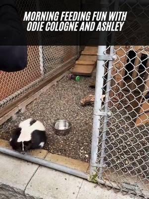 Morning Feeding Fun with Odie Cologne and Ashley! 🦨☀️ Rise and shine with us as we start our day with Odie Cologne, our adorable striped skunk, and Ashley, our dedicated team leader! Every morning is a special treat as we pamper Odie with his absolute favorites—mealworms and some much-loved butt scratches. Watching Odie enjoy his breakfast is a heartwarming experience, and Ashley’s care makes it all the more delightful. By symbolically adopting Odie or donating, you help us continue to provide a safe and loving home for him and all our animal friends at Because We Matter Rescue. Your support is invaluable, and we couldn’t do it without you. Follow us on our other platforms for more behind-the-scenes content and updates on our furry and feathered residents. Thank you for being an essential part of our sanctuary family! 🌟💚#skunk #cuteanimals #animalrescuer #SupportWildlife #Odie #Cologne #sanctuaryanimals #ThankYou #YourSupport