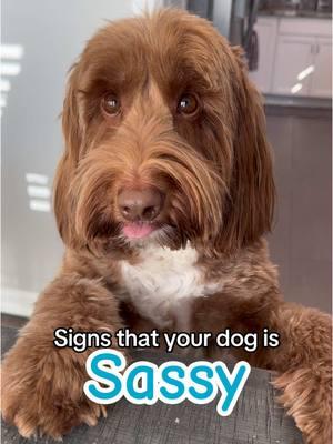 Sassy dogs unite!!!!! #doodledog #doodlepuppy #sassydog #viraldog #creatorsearchinsights  #funnydogs #funnydogstiktok #labradoodle 