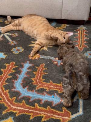 Enjoy this video of Brother Cat and Lilly playing. They do this all day. Brother cat is obsessed with Lilly #puppytok #catanddog #yorkiepuppy 