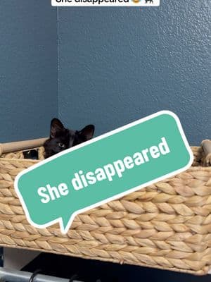 From the time it took me to run to my bedroom and grab my phone, she disappeared 🐈‍⬛😂  #jiji #NinjaCat #BlackCat #ColdInTexas #WinterTime #StayWarm ##CatBasket##ISleepWhereIWant 