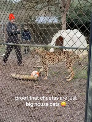 they were so friendly omg #cheetas #cheetah #cats #catsoftiktok #funnycats #wildliferescue #wildlifesafari 