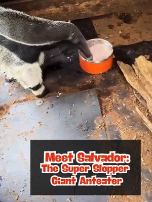 Meet Salvador: The Super Slopper Giant Anteater! 🐜🍽️ Come along and discover the unique charm of Salvador, our giant anteater, during his favorite time of the day—slop time! With his impressive 2 ½ foot tongue, Salvador has a knack for slurping up his meals, though he occasionally spills a bit of food, adding to his quirky character. Known as the "destroyer of logs and walls," Salvador is not just about eating; he enjoys some “painting” and good old-fashioned log-smashing too! His toasty home, kept at a constant 80 degrees, ensures he's always comfortable and content. By supporting our cause, you help us provide Salvador with the care and environment he needs. Find out more about how you can help in the link in our bio. Thank you for being part of Salvador's journey! 🌟#anteater #exoticanimals #meetandgreet #painter #artist #slop #eating #messyeater #asmr #hello