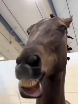 ##lfunnyvideos #horses 