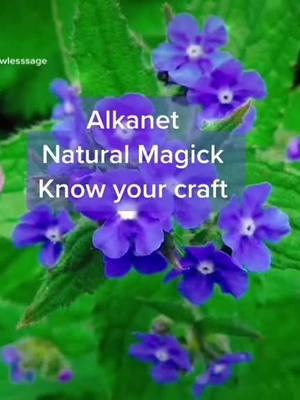 #plantmagick #naturalmagic #witchywoman #genxwitch #womenover50 #fyp #witchesoftiktok #witchytips #paganwitch #tiktokclub 