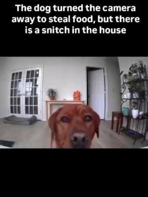 Cats snitch on dog 🐕 😆  #cat #dog #camera #Home #steal #caughtoncamera #funny #telling #pets #culture 