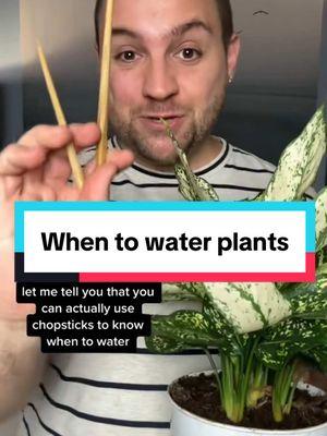 A trick to knowing when to water your plants. #Indoorplants #houseplantcare #PlantTok #plantguy #indoorplantcare #plantsoftiktok #planttips 