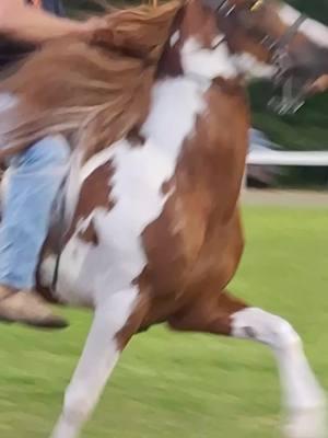 ready for show season. buddy pick up with my bestie she can't jump we did this bear back. #Rockstar #singlefootinghorses #3up1down #buddypickup #rackinghorse #spottedhorse #bestie @Kaydence💜🦆 