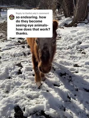 Replying to @GarlicLady thanks for the questions so far! Keep’’em coming. I love educating everyone about horses! #fyp #foryoupage #foryou #massachusetts #minihorses #miniaturehorses 