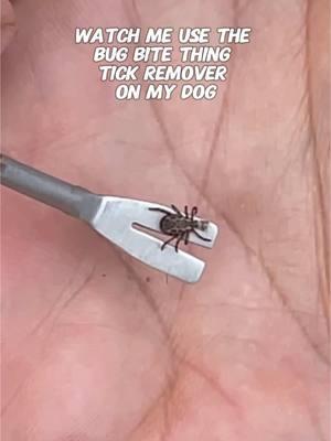 Look how easy it is to remove ticks using the Bug Bite Thing Tick Remover! 🙌💚 #BugBiteThing #Ticks #TickRemover #TicksOnDogs #DogFriendly 