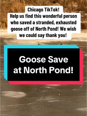 You have to be an incredibly caring, animal-loving BADASS to pick up a GOOSE in distress. The goose looks to be okay, just tired from struggling on the ice! We think his foot was caught and after he freed himself, he just was worn out and needed help. Thank you, Good Samiritan! #chicago #chicagotok #chicagotiktok #lincolnpark #animallovers #animalsoftiktok #goose #geese #savinganimals #chitok #chicagocheck 