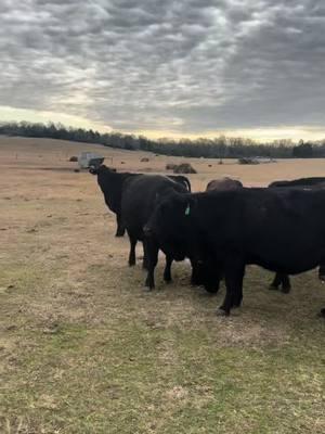 We have 21+ head of 3-5-year-old heavy bred black cattle, bred 5-7+ months. Priced at $2,850 each. Take any number you need—completely worked and ready to turn out. Call or text Bubba @ 903-388-4472 Para Español, llame o envíe un mensaje de texto a Ricardo al 903-288-1118 	•	Rutherford Land and Cattle LLC is a brick-and-mortar entity with animal health and welfare as the priority. 	•	We only hold cattle with a deposit. 	•	Deposits are good for 3 days unless special arrangements are made with RLC. 	•	All cattle have been checked with ultrasound machines for pregnancy. 	•	All vaccinations given. 	•	Shipping available. 	•	In good standing with the BBB. 	•	Accept certified funds, credit cards, and Venmo. 📍 Located in Fairfield, Texas #rutherfordlandandcattle #rlc #bredcattle #farmlife #cattle #christiantiktok #cattletiktok #aggear #agriculture #farm #ranch #performance #apparel #norbrook #animalhealth #usda 