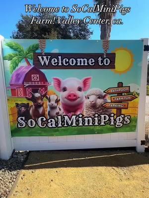 Visit our farm!  SoCalMiniPigs.com    #pigfarm #pigs #pigsthatstaysmall #petpig #babe #animalsoftiktok #animals #pigsoftiktok 