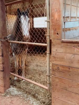 It may be cold, but they are comfy! Stripped and rebedded, every Monday! Happy Monday everyone! #tennesseewalkinghorses #horses #tennesseewalker #horseshow #horse #gaitedhorses #equestrian #equestriansoftiktok #twh #horsegirl #equine #parkpleasure #gaitedhorse 