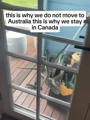 A normal day in Australia  #australia #australiaanimals #animals #wildanimal #funny #funnymoments #fyp 