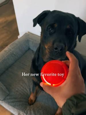 This was so much fun 😅 #rottweiler #dogsoftiktok #funny #remotetoy #dogtoy #interactiveball 