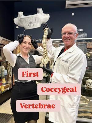 Coccyx specialist, Dr. Patrick Foye  and Paige, our Forensic Anthropologist walked us through the fascinating anatomy of the first coccygeal vertebra, and we couldn’t wait to share! 🦴 Known for its distinctive coccygeal horns (cornua) and transverse processes, this tiny bone is a powerhouse of anatomical intrigue. A huge thank you to Dr. Foye for helping us explore the tail end of the spine—literally! 💡 Check out the video to learn more about these remarkable structures. 🦴👀 #DrFoye #Coccyx #AnatomyLesson #bonemuseum 