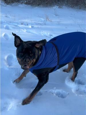 HAPPY SNOW DAY ❄️😌 #rottweiler #rottweilersoftiktok #PetsOfTikTok #dogsoftiktok #rottierumble #rottie #rottiesoftiktok 