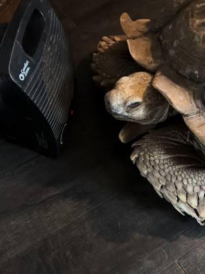 Homeboy has found his spot to weather the storm #fyp #texas #uncleike #tortoise #junglejimsfarm 