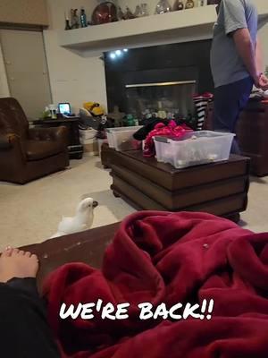 we're back #BanditTheCockatoo #dad #daddy #daddyissues #taunting #annoying #wokeupandchoseviolence #brat #fightme #fightmebro #playtime #chase #manic #marshmallow #parrotsoftiktok #talkingparrot #cockatoo #umbrellacockatoosoftiktok #umbrellacockatoo #talkingbird #parrot #attitude #personality #bird #birb ##birdsoftiktok #birbtiktok #birbturd #birbtok #birdsofinsta #cockatoosofinstagram #parrotsofinstagram #tiktokfamous 