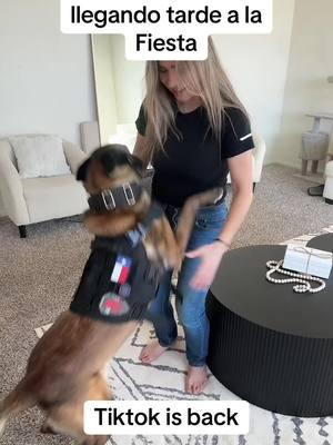 Tiktok is back!!! #tiktok #tiktokisback #mandodemandalorian #lyrian_yizeth #pastorbelgamalinois #belgianmalinois 