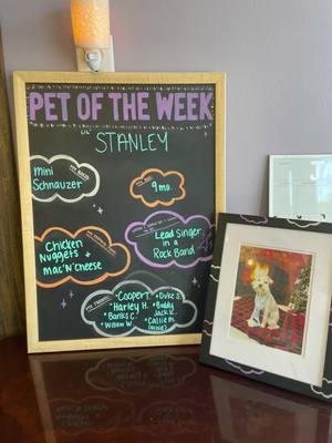 🌟Pet of the Week!🌟 Meet Stanley, our Pet of the Week! 🐾 This mini schnauzer dreams big – he’s aiming to be the lead singer in your favorite rock band! 🎤🎸 When he’s not practicing his rad vocals, you can find him enjoying his favorite snacks: chicken nuggets and mac ‘n’ cheese. 🐶🍗🧀 Rock on, Stanley! 🤘  #MiniSchnauzer #RockstarInTheMaking #petoftheweek #doggoals #puppy #pet #dog #dogsoftiktok #pettips #doggydaycare #cute #Love #adorable #fypシ #fypシ゚viral #minischnauzer #minischnauzersoftiktok 