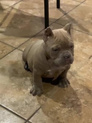 Have a couple of females available #microbully #microbulliesofinstagram #devilspitblood #microbullies #microbullypup #americanbullylover #americanbullyofficial 