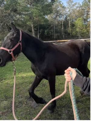 💅 #paidactors #stuckinmyhead #horsesoftiktok #bay #trot #quarterhorse #yearling 