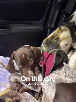 #onthisday #gspsoftiktok #valentinajuanita #germanshorthairedpointer 