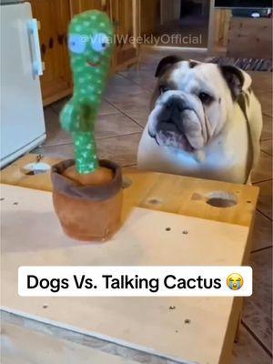 Dogs Vs. Talking Cactus 😭🌵 #dogreaction #funnydog #dogsoftiktok #maddog #baddog #dogsoftiktokviral 