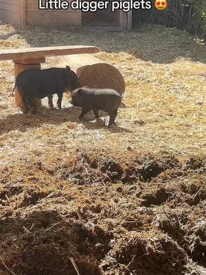 #piglets Having fun #digging at SoCalMiniPigs Farm 🐷