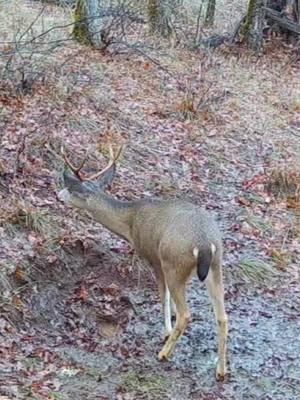 #Outdoors #inthewoods #bigbucks #blacktailbuck #blacktailfreak #buck #trailcam #deer #pnw #USA #roguegorillaoutdoors #inthepursuitofbigbucks #hunting 