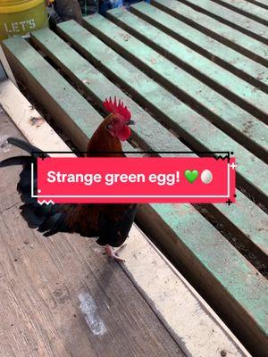 I found another strange green egg! 😅💚🥚#greenegg #egg #fairyegg #chickensoftiktok #fartegg 