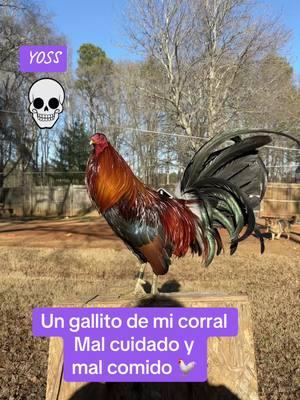 #viralisimo #vira #seguidores #amorporlosgallos #galleros #gallerosmexicanos #gallerosdecorazon❤️🐓 #gallerosdecorazon🐓 #gallosmexicanos🇲🇽 #gallerosusa #gallosmexico🐓👌 #gallosfinos💯 #mujeresgalleras #galleras #gallosworld #gallerosdecorazon #gallosfinos #gallerosoy #puralumbre #gallosprimernivel 