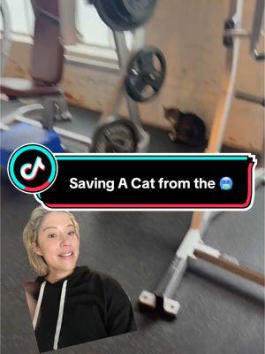 Saving A Cat Named “OLIVE” #cat #catsoftiktok #rescuecat #campycrystal 