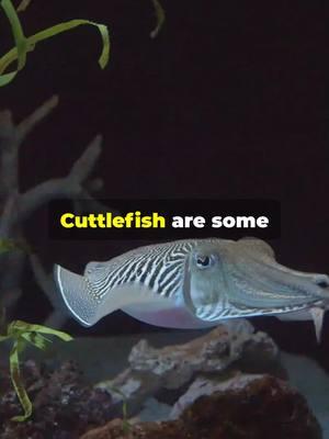 Did you know cuttlefish are smarter than they look? 🦑💡 Masters of camouflage, hypnotists, and genius problem-solvers—all in one! 🌊 #Cuttlefish #MarineLife #OceanFacts #WeirdNature #AnimalGenius #CephalopodMagic #UnderwaterWorld #NatureIsWild